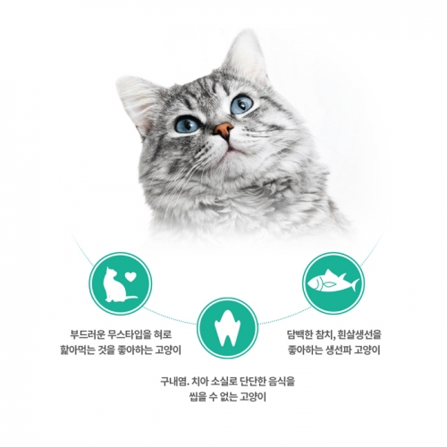 팬시피스트 화이트라벨 고양이 주식캔 85g (연어 클래식)