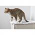 사빅 홉인 고양이화장실 (베이지)