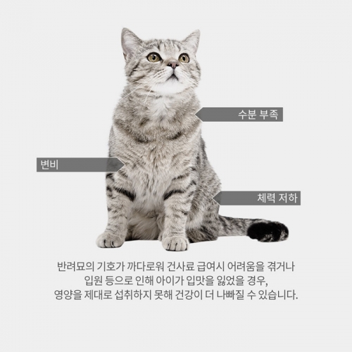 내추럴발란스 캣 고양이사료 오리지날 울트라 인도어 전연령 키튼 팻캣 1.36kg 2.4kg 6.8kg